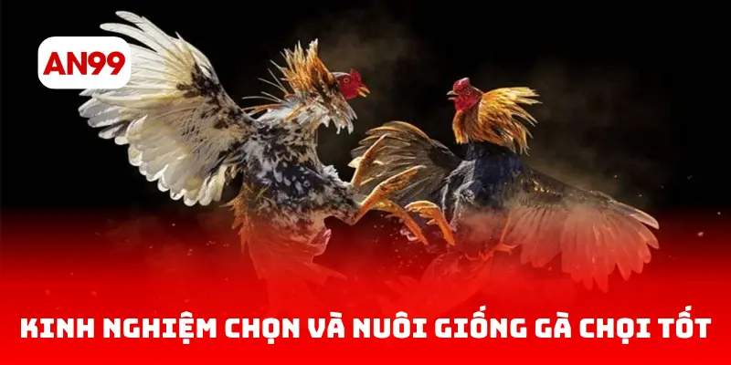Kinh nghiệm chọn và nuôi giống gà chọi tốt