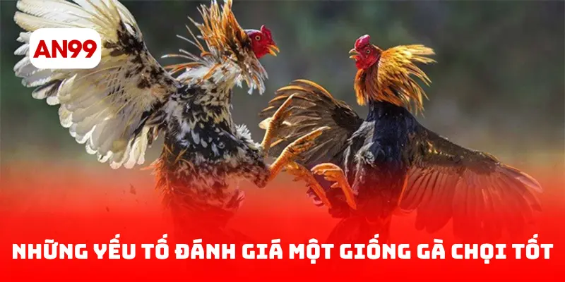 Những yếu tố đánh giá một giống gà chọi tốt